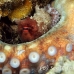 octopus_reef_muck_h_0705_png2261.jpg